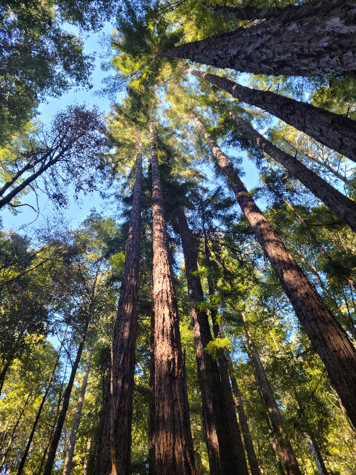 Redwood trees